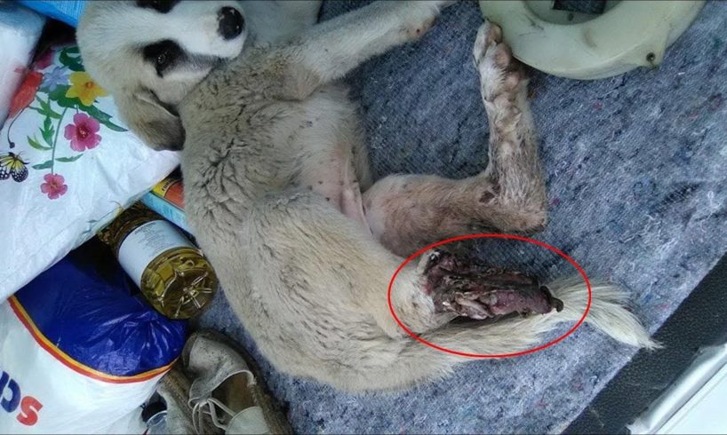 Rescue Stray Puppy hit by train to Amputated Leg to Save his Life | Amazing Transformation