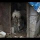 Rescue The Poor Dog who Was Trapped in a Dirty Cattle Shed