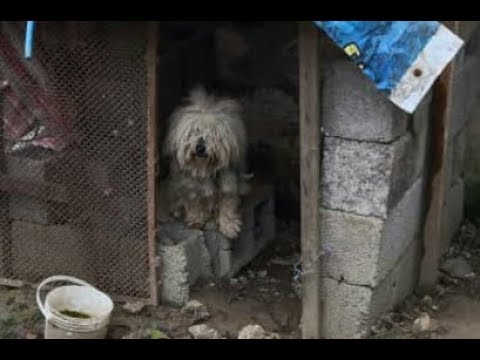 Rescue The Poor Dog who Was Trapped in a Dirty Cattle Shed