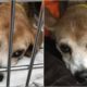Rescue The Saddest Crying Dog Who Was Dumped LIKE TRASH On THE HOLIDAYS