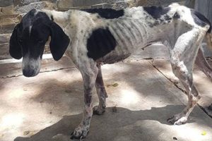 Rescue Thin Poor Dog Was Abused & Great Transformation