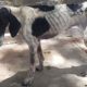 Rescue Thin Poor Dog Was Abused & Great Transformation