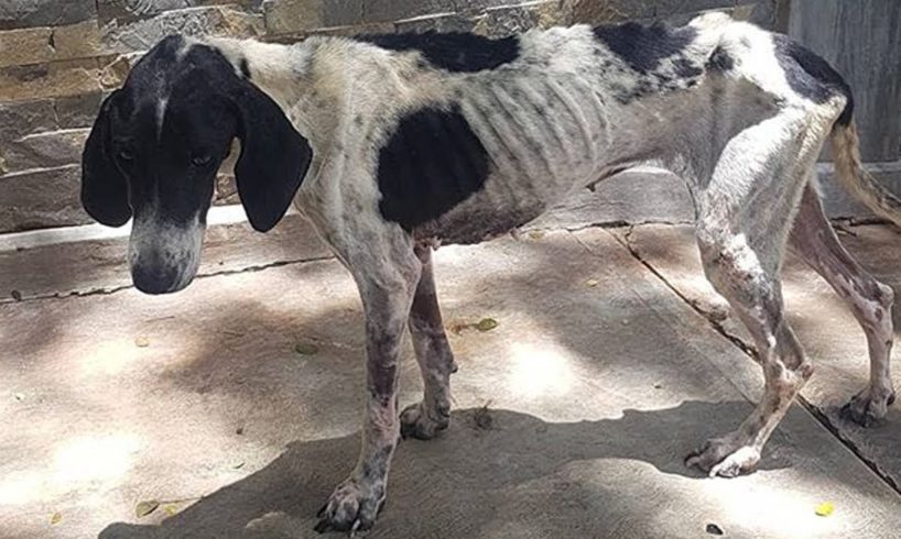 Rescue Thin Poor Dog Was Abused & Great Transformation