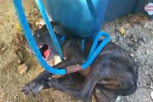 Rescue a Crying Dog, Soaked in Urine, and Terrified of Human Touch - Gut Wrenching