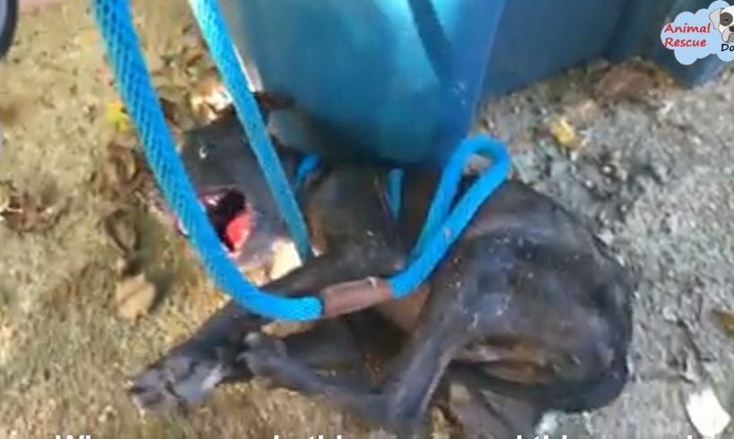 Rescue a Crying Dog, Soaked in Urine, and Terrified of Human Touch - Gut Wrenching