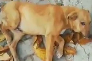 Rescue abandoned Dog Was Broke Leg Make Puppy Scream In Pain