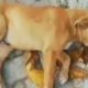 Rescue abandoned Dog Was Broke Leg Make Puppy Scream In Pain