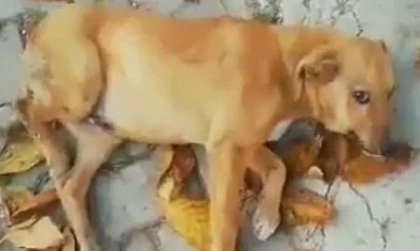 Rescue abandoned Dog Was Broke Leg Make Puppy Scream In Pain