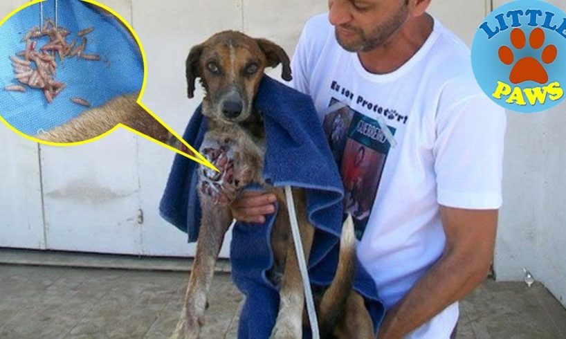 Rescue an Abandoned Dog Sarving & Maggot Infested | Amazing Recovery