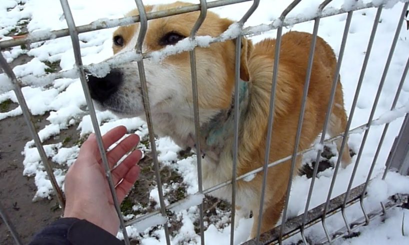 Rescue of Scared Injured Homeless Dog with Embedded Collar on a Very Cold Day