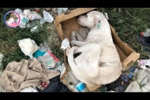 Rescue the Poor Abandoned dog Starving To death in the Forest |Animal Rescue TV