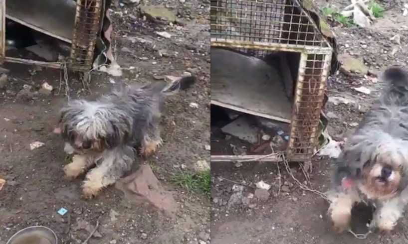 Rescue the poor dog was kept in a cramped, dirty cage |Animal Rescue TV