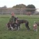 Rescued Dogs at Hillside Animal Sanctuary...