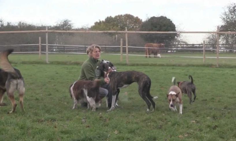 Rescued Dogs at Hillside Animal Sanctuary...