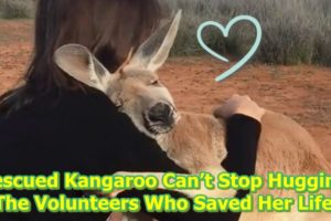 Rescued Kangaroo Can’t Stop Hugging The Volunteers Who Saved Her Life