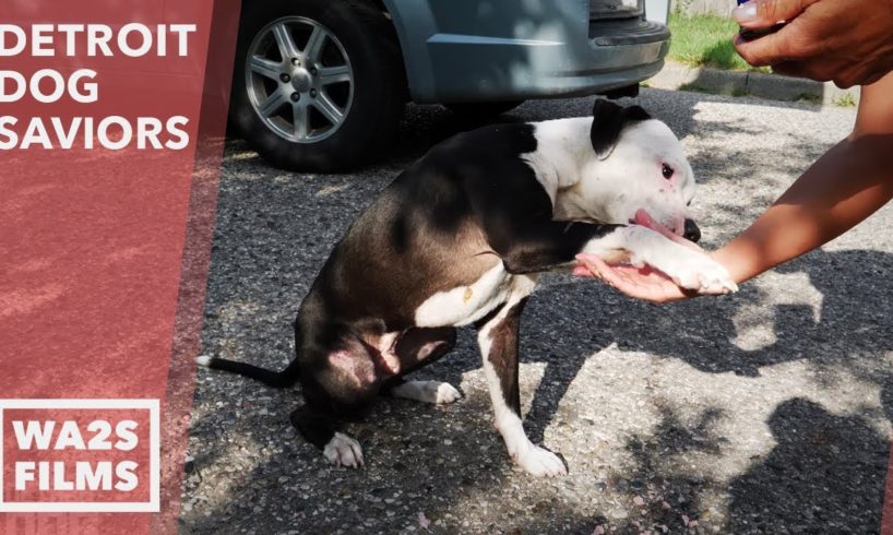 Rescued Puppy Reveals Surprise to Dog Rescuers in Detroit - Howl & Hope For Dodo Dogs