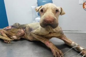 Rescued Thin Dog Was Abandoned & AMAZING Transformation!