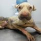Rescued Thin Dog Was Abandoned & AMAZING Transformation!