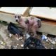 Rescued abandoned poor  old dog in the landfill |Animal Rescue TV