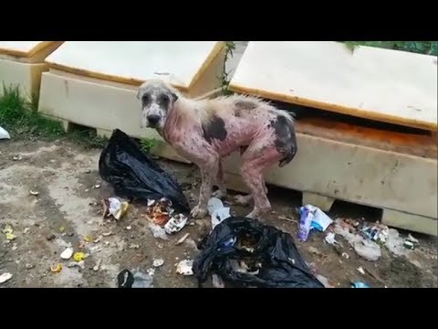 Rescued abandoned poor  old dog in the landfill |Animal Rescue TV