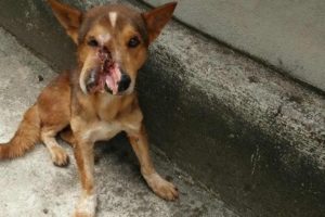 Rescuing Homeless Dog Whose Were Severed To Split Two Face By Wicked People & The Perfect Ending