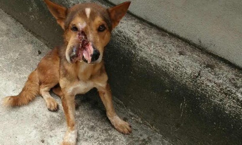 Rescuing Homeless Dog Whose Were Severed To Split Two Face By Wicked People & The Perfect Ending