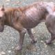 Rescuing Homeless Dog With Skin Cancer & Wandering The Streets