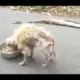 Rescuing Poor Skinny Dog Abandoned in the Street |Amazing transformation