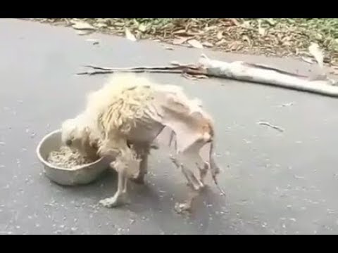 Rescuing Poor Skinny Dog Abandoned in the Street |Amazing transformation