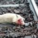 Rescuing Stray Dog Was Broken Head After A Collision With A Train & Lie Still On The Tracks