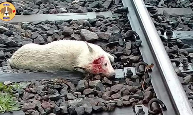 Rescuing Stray Dog Was Broken Head After A Collision With A Train & Lie Still On The Tracks