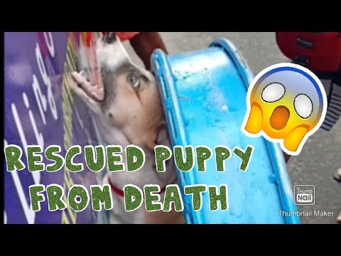 Rescuing trapped puppy