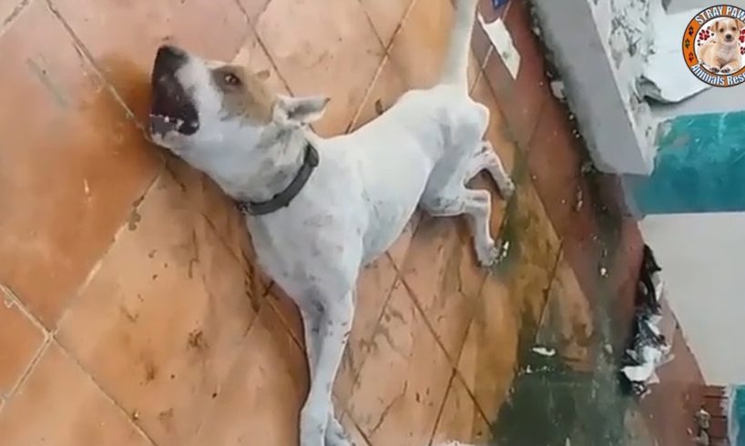 Resue Poor Dog Has Meningitis Who is Screaming In Abandoned House