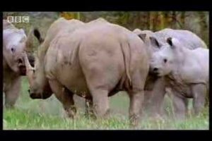 Rhinos look for love: animal mating rituals in the African jungle - BBC wildlife