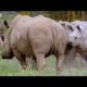 Rhinos look for love: animal mating rituals in the African jungle - BBC wildlife