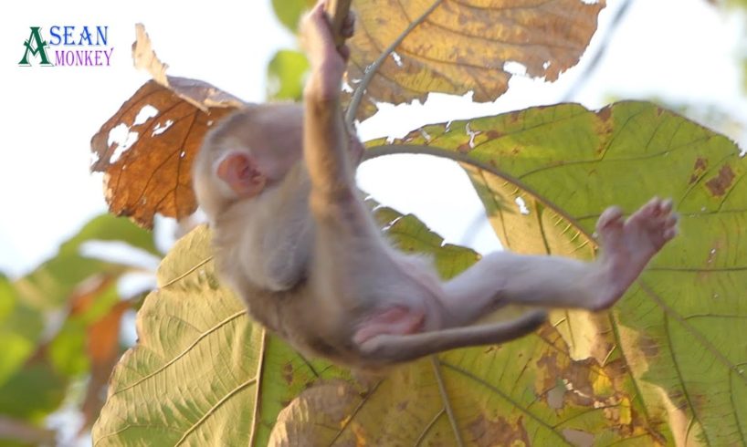 Rocky is playing on the tree by Never fall down