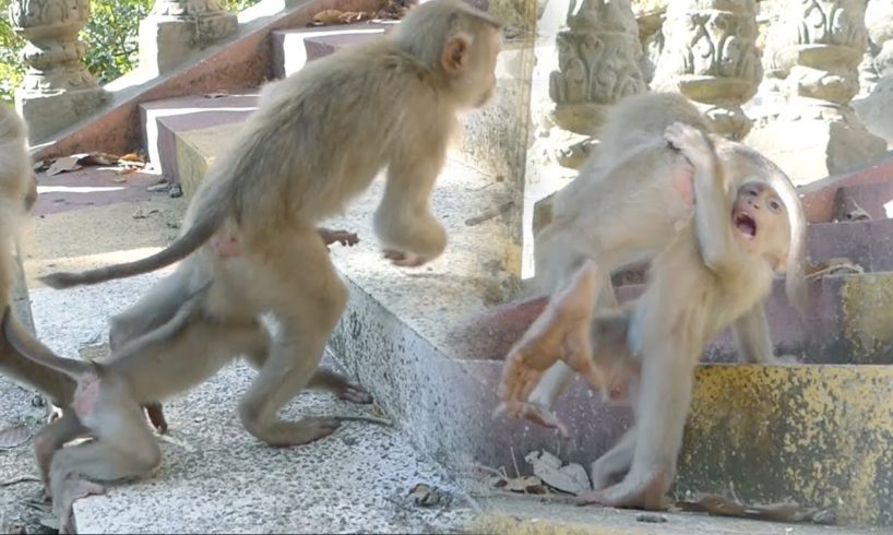 Rocky losing control him self when playing with sister Rozana long time