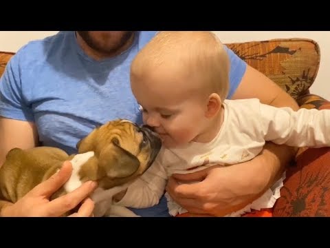 SWEET BABY playing with CUTE PUPPIES | Frenchies! Adorable Christmas Present