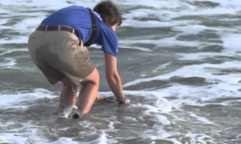 SeaWorld Orlando Animal Rescue Team Returns Sea Turtle Rescued in 2012 | SeaWorld Orlando