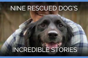 See These Nine Rescued Dogs' Incredible Stories