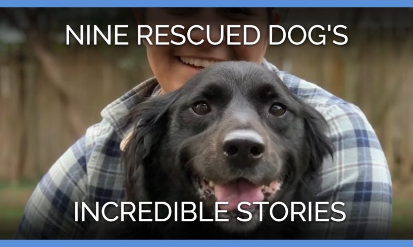 See These Nine Rescued Dogs' Incredible Stories