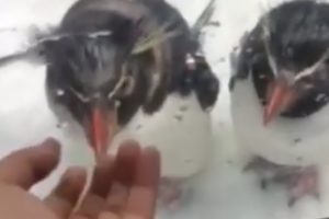 Service dog plays with penguins at the zoo