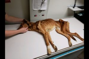 Severely Malnourished Dog Making Amazing Transformation | Abandoned Dog Rescue Story