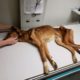 Severely Malnourished Dog Making Amazing Transformation | Abandoned Dog Rescue Story