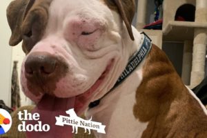 Shaking Pittie Was So Sad, Now He Has The Best Family | The Dodo Pittie Nation