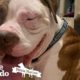 Shaking Pittie Was So Sad, Now He Has The Best Family | The Dodo Pittie Nation
