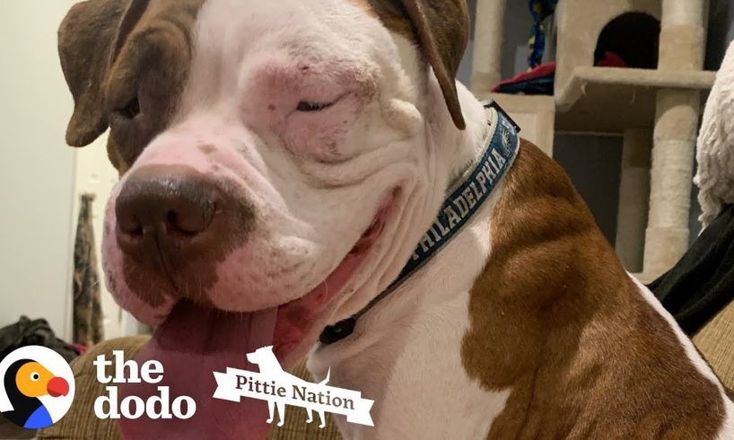 Shaking Pittie Was So Sad, Now He Has The Best Family | The Dodo Pittie Nation