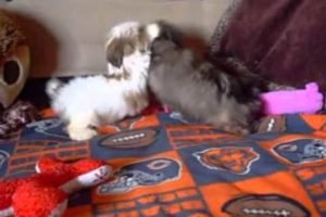 Shorkie Puppies Videos Are the Cutest Puppies in the World!