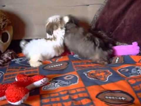 Shorkie Puppies Videos Are the Cutest Puppies in the World!