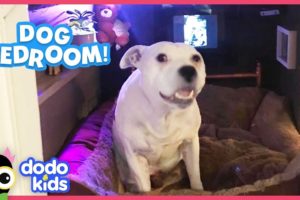 Shy Dog Gets His Own Bedroom And Is So Happy | Animal Videos For Kids | Dodo Kids